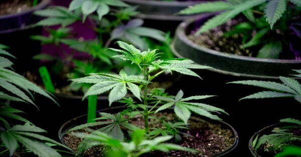 Cannabis Products: Regulation and Preparation in Cultivation and Extraction Facilities