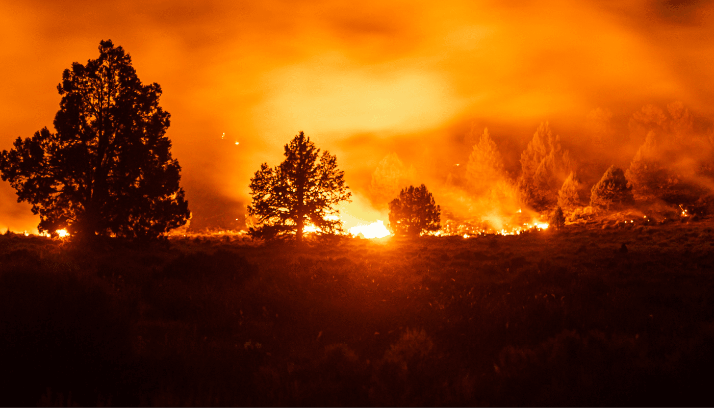 wild fire