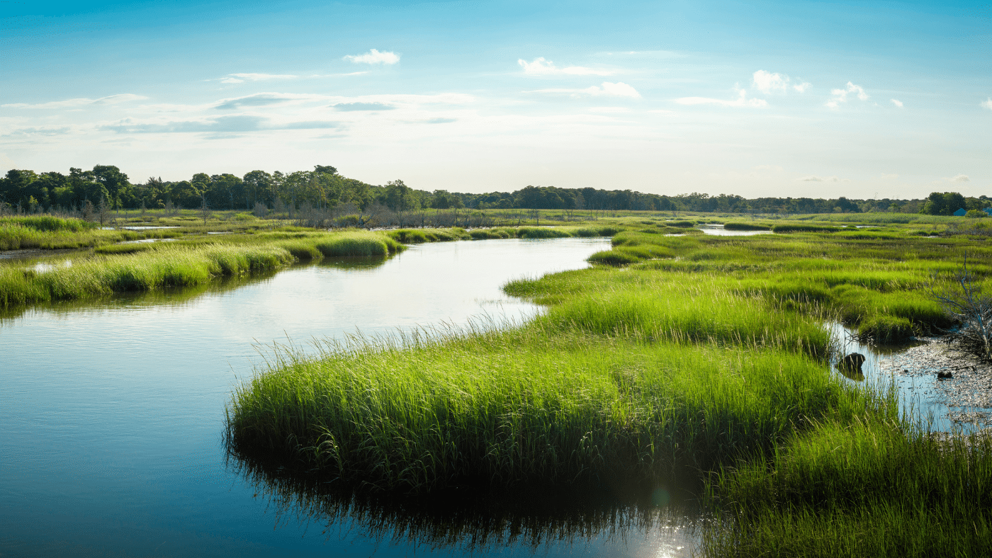 wetlands MA