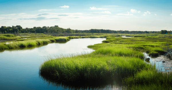 wetlands MA